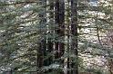 Redwoods 1